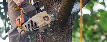 Best Stump Grinding and Removal  in , DE
