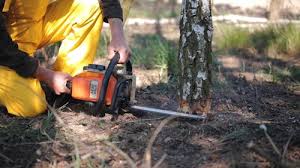Best Tree Cabling and Bracing  in , DE