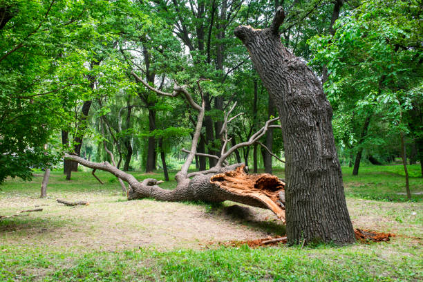 Best Tree Preservation Services  in , DE