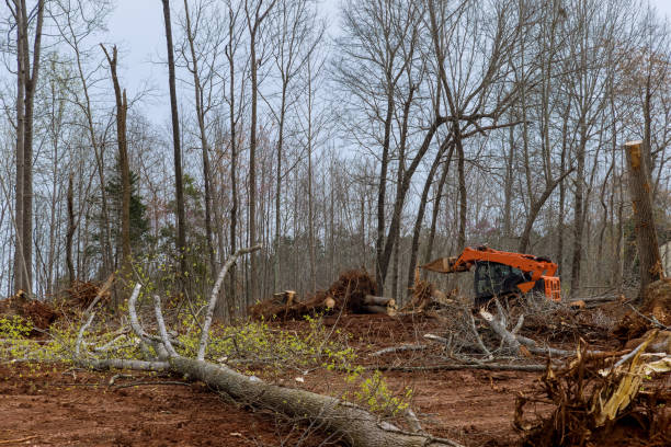 Best Seasonal Cleanup (Spring/Fall)  in , DE