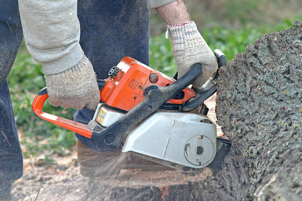 Best Lawn Pest Prevention  in , DE