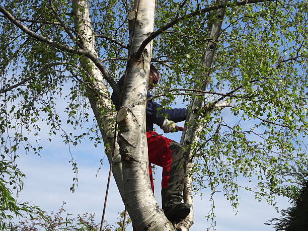 Best Commercial Tree Services  in , DE