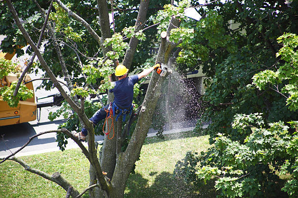 Best Lawn Mowing  in , DE