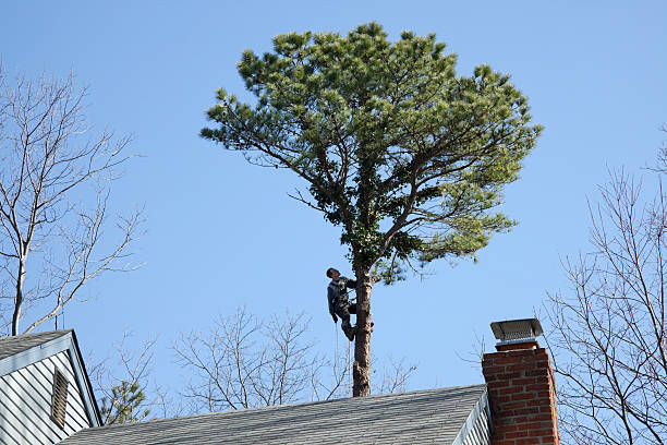 Best Leaf Removal  in , DE