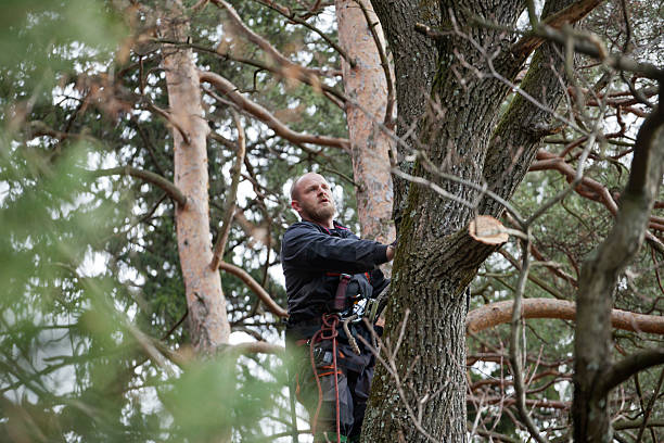 Best Tree Removal  in , DE