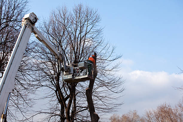  , DE Tree Care Pros