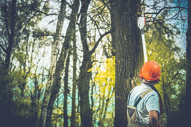 Best Tree Disease Treatment  in , DE