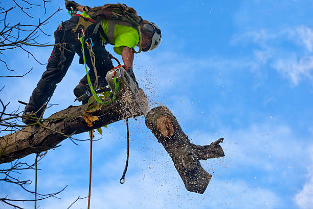 Best Pest Control for Lawns  in , DE